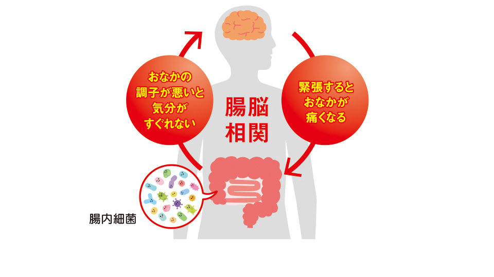 腸脳相関　おなかの調子が悪いと気分がすぐれない　緊張するとおなかが痛くなる　腸内細菌