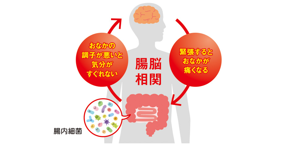 おなかの調子が悪いと気分がすぐれない　緊張するとおなかが痛くなる　腸脳相関　腸内細菌